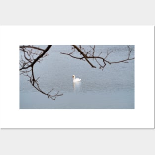 Mute Swan In The Distance Posters and Art